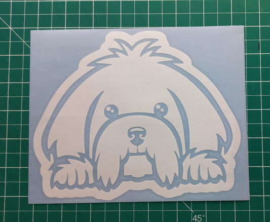 Peeking Maltese Terrier