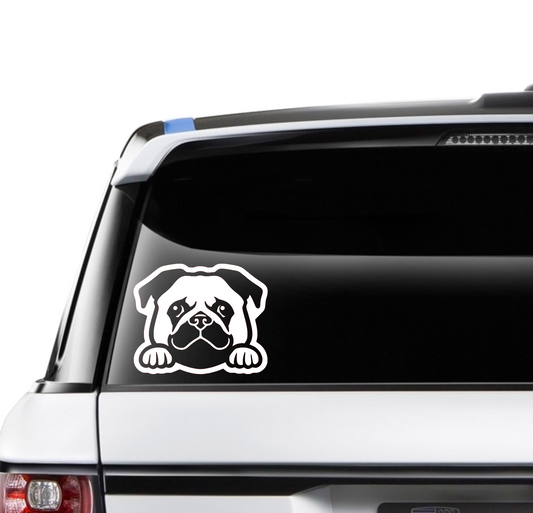 Pug Peek a Boo