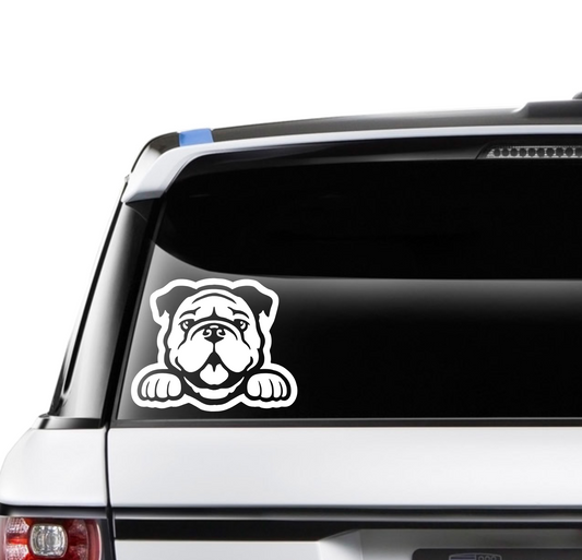Peeking Bulldog
